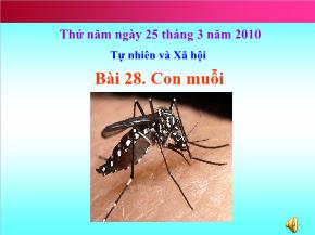 Bài giảng Tự nhiên và Xã hội - Bài 28: Con muỗi